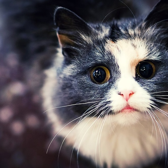 Meet your Posher, Trinity - Picture 1 of 1